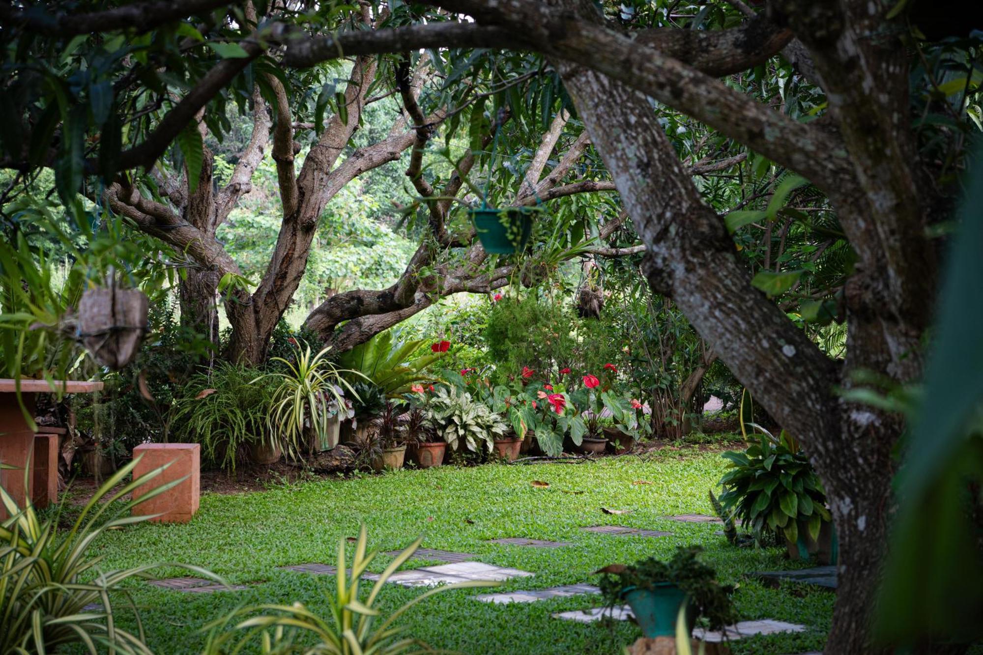 Shan Mango Homestay Сигирия Экстерьер фото